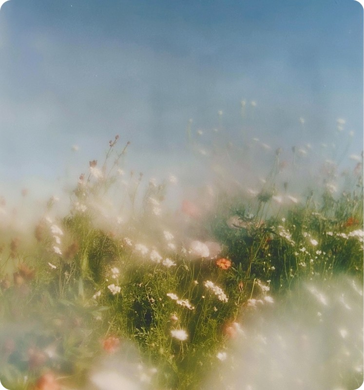 Sunlit wildflower meadow under a blue sky